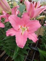 [5327 Binasco VH No02.JPG]